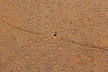 Thousands More Puzzling 'Fairy Circles' Have Been Found around the World