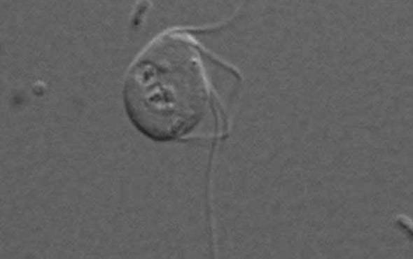Microbe Breaks the Powerhouse Rules