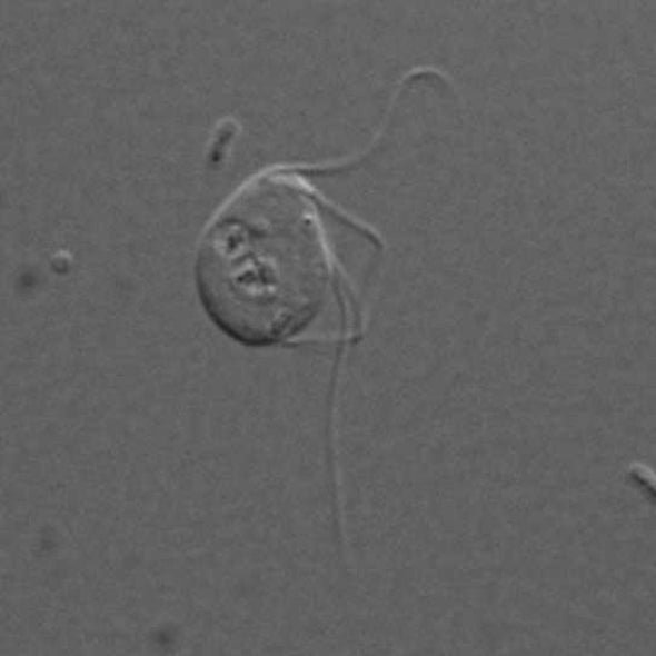 Microbe Breaks the Powerhouse Rules
