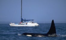 Orcas Are Learning Terrifying New Behaviors