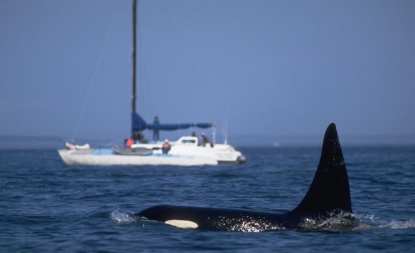 Orca rises above the water with sailboat in background