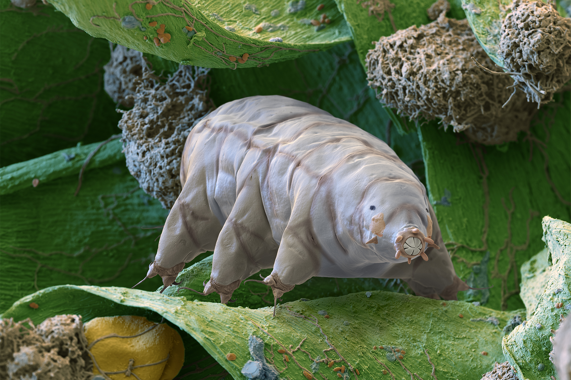 Cute Little Tardigrades Are Basically Indestructible, and Scientists Just Figured Out One Reason Why
