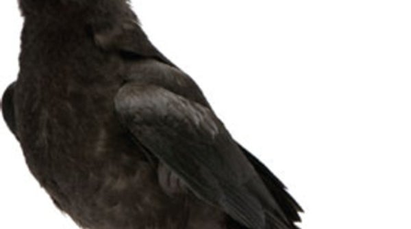 Crows Show Off Their Social Skills - Scientific American