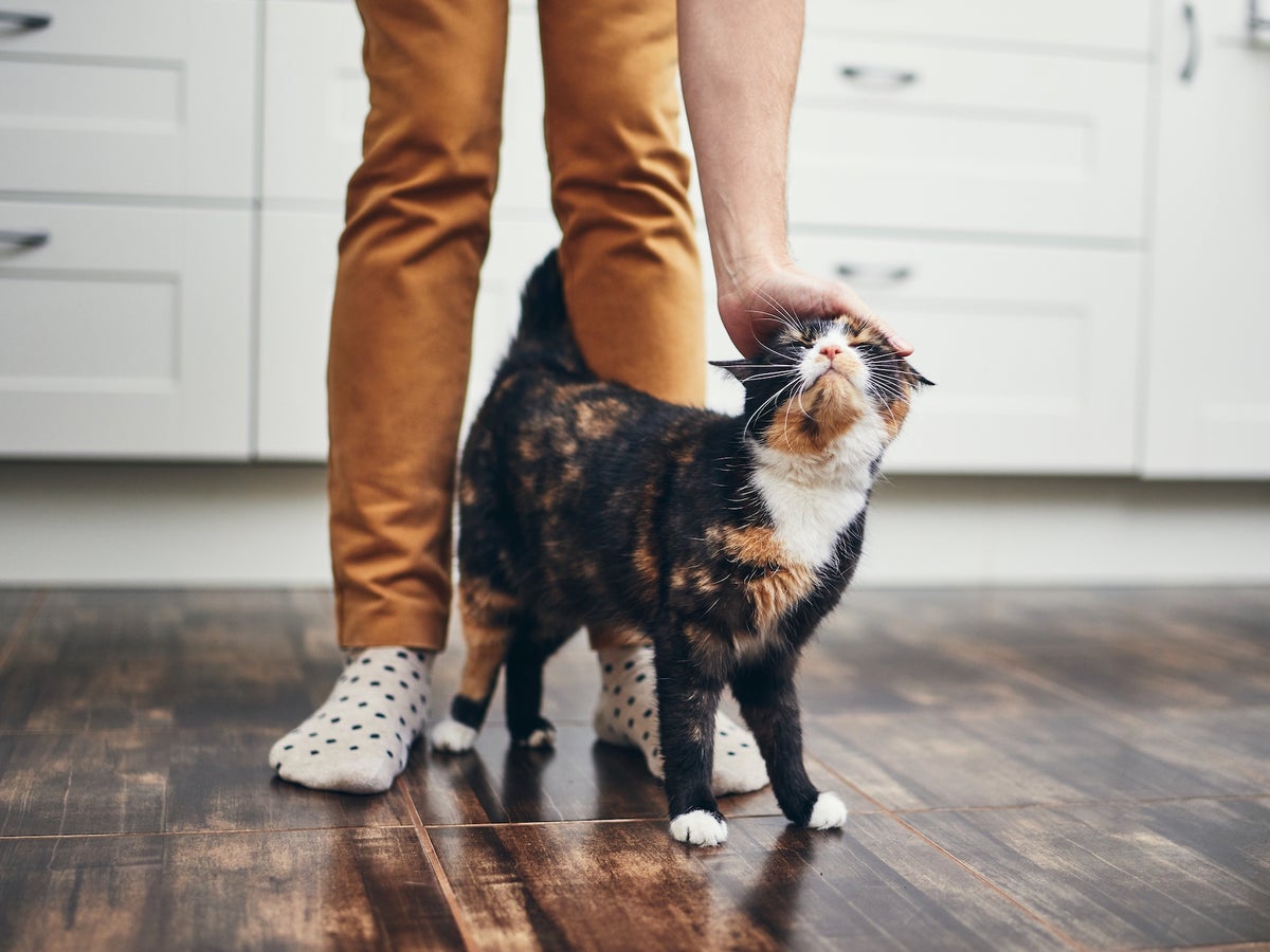 Why Kitty Thinks Senior Cats Rule | Animal Welfare Society, image size:1200x900