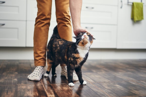 Catt brushing up against owner's brown jeans.