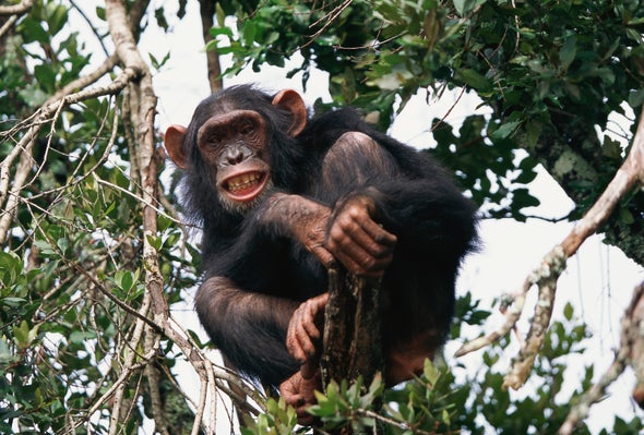 Chimps Able to Apprehend Another Chimp's Mind-Set