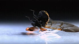 Wing Windows Reveal Insect Origami