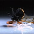 Why Beetles Fly Like Superman - Scientific American