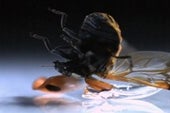 Why Beetles Fly Like Superman - Scientific American