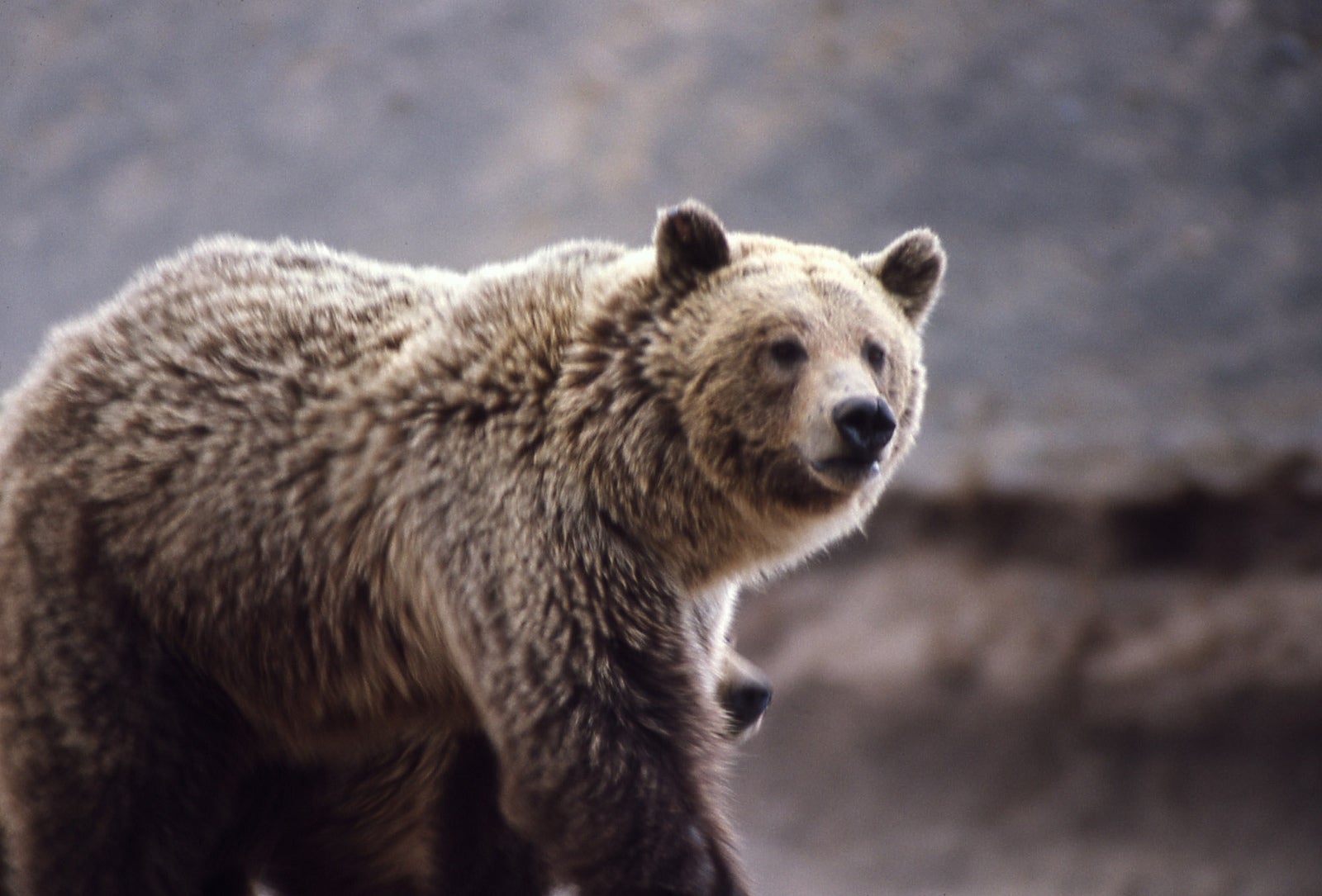 Are Grizzly Bears Endangered?