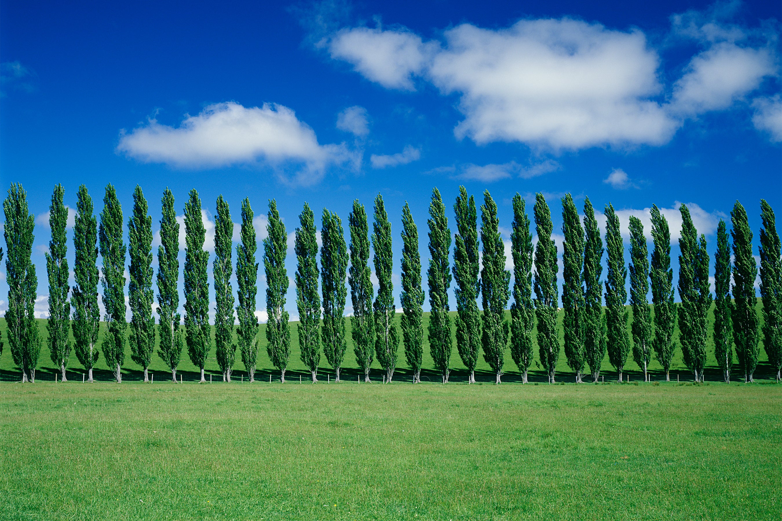 Start-up, 'Süper' Kavak Ağaçlarının Daha Fazla CO2 Emeceğini Umuyor