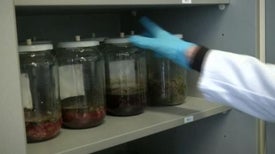 Distillate of Death Could Help Train Disaster Dogs
