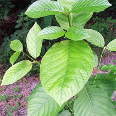 Should Kratom Use Be Legal?