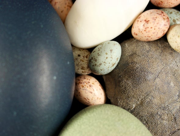 Fossil pigments reveal the origin of dinosaurs in the color of the eggs of birds