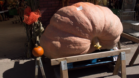 The Pitfalls of Growing a Monster Pumpkin