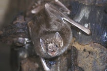 Blood Ties: Vampire Bats Build Trust to Become Food-Sharing Pals