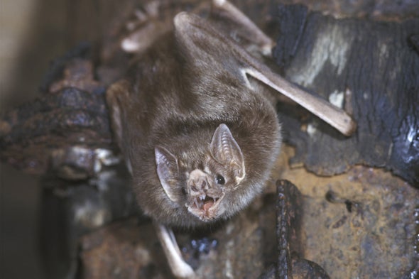 Blood Ties: Vampire Bats Build Trust to Become Food-Sharing Pals