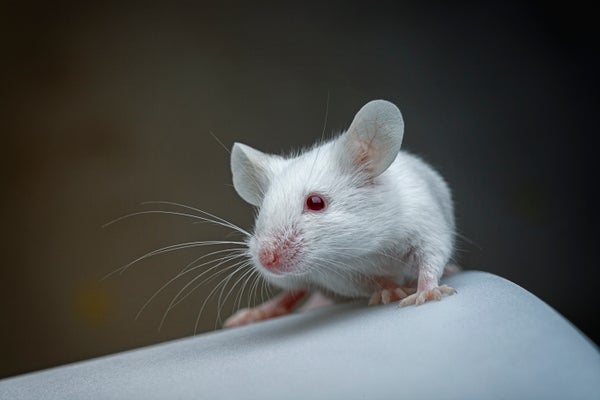 Le premier atlas de chaque cellule cérébrale de souris pourrait améliorer les traitements des maladies neurologiques