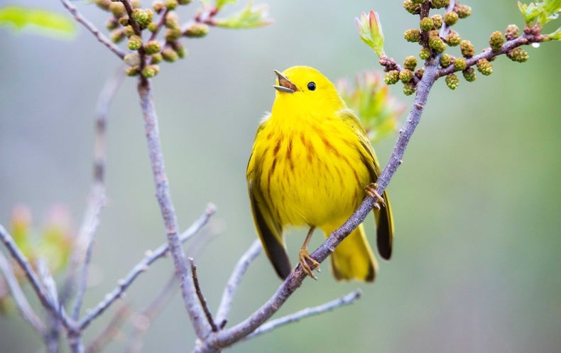 Can Yellow Warblers Adapt to a Warmer Climate? - Scientific American