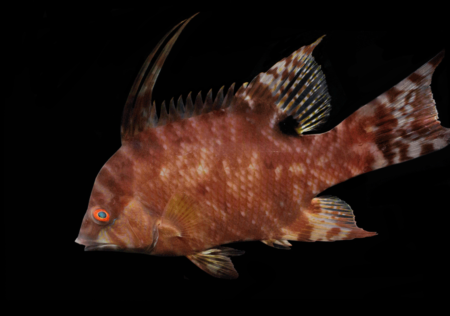 How a Color-Changing Hogfish Knows whether Its Skin Is White, Brown or Polka-Dotted