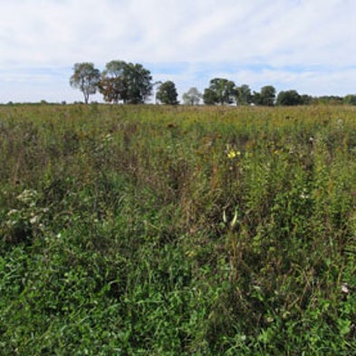 Food versus Fuel: Native Plants Make Better Ethanol