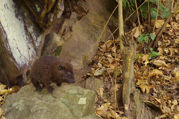 A small, brown, furry mammal sits on a rock outcrop.