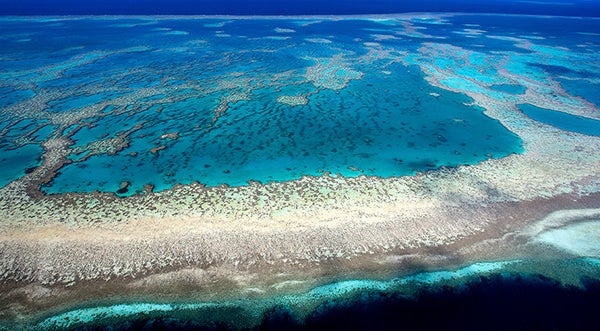 Lowering Ocean Acidity Promotes Coral Growth on Great Barrier Reef ...