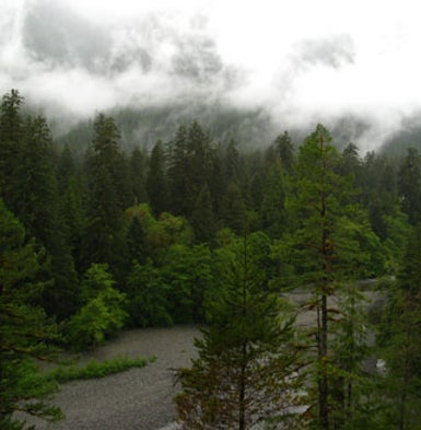 Old-Growth Forests Help Combat Climate Change