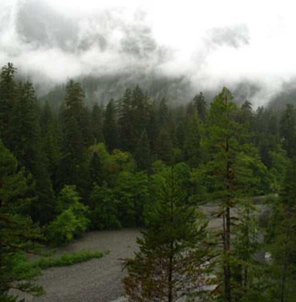 Old-Growth Forests Help Combat Climate Change