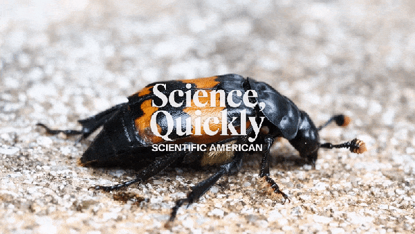A black beetle with orange markings on its wings sits on the ground