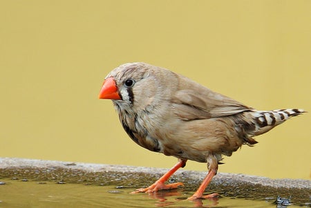 Zebra finch