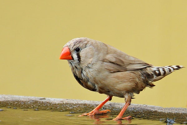 Zebra finch
