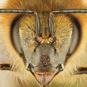 The Secret Lives of Honeybees: How Honey Gets Made