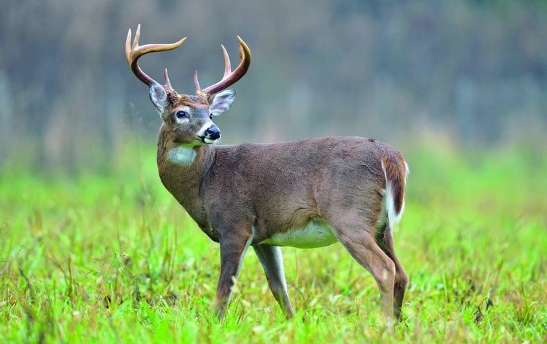 Deer Get by with a Little Help from Bat Friends - Scientific American