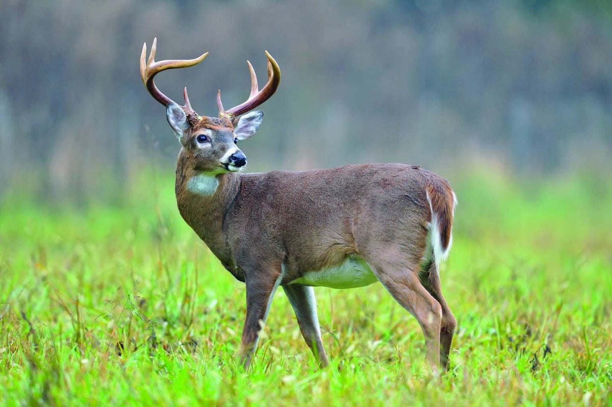 Deer Get by with a Little Help from Bat Friends | Scientific American