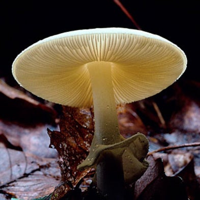 [Slide Show] Seven Deadly 'Shrooms