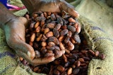 farmer holds cocoa beans in his hands