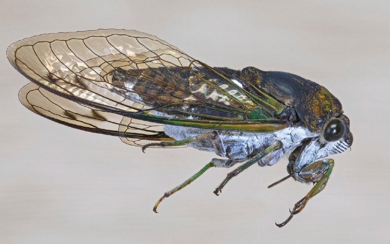 Structure and Chemistry Dictate How Cicada Wings Repel Water and Kill Bacteria - Scientific American