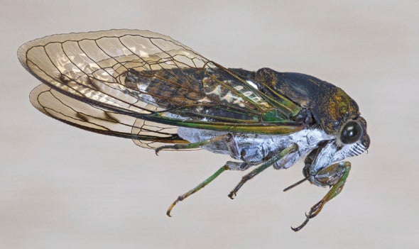 Structure and Chemistry Dictate How Cicada Wings Repel Water and Kill Bacteria
