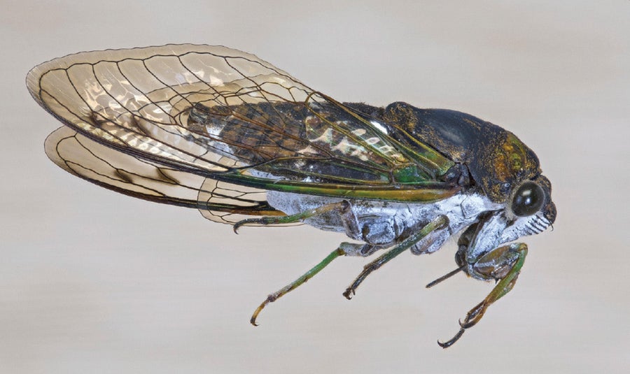 Structure and Chemistry Dictate How Cicada Wings Repel Water and Kill Bacteria Scientific American