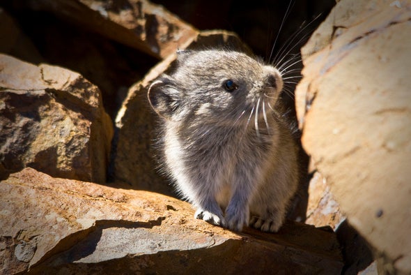 Fuzzy Pikas Adapt to Climate Change at Different Rates