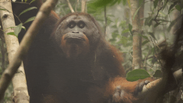 A large male orangutan seen sitting in a forest shrouded in wildfire smoke