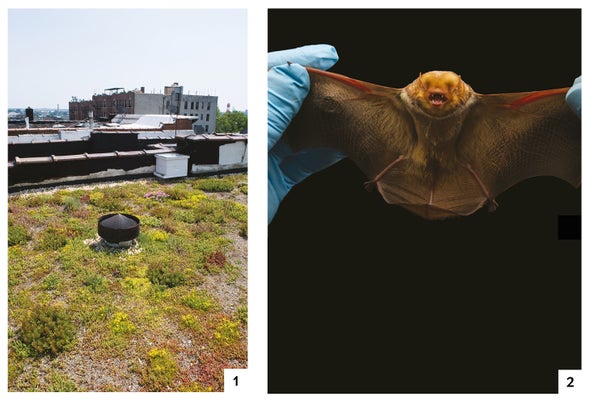Bats Benefit from Green Roofs
