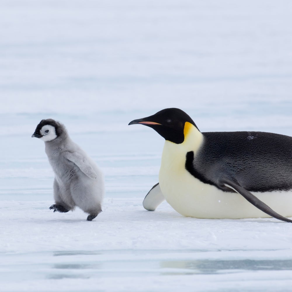 Penguin Chicks Are Dying Off as Antarctic Sea Ice Disappears | Scientific  American, image size:1000x1000