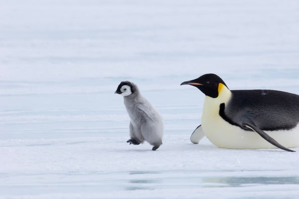 Baby penguin running, followed by adult on belly