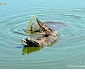 Two Cuban crocodiles