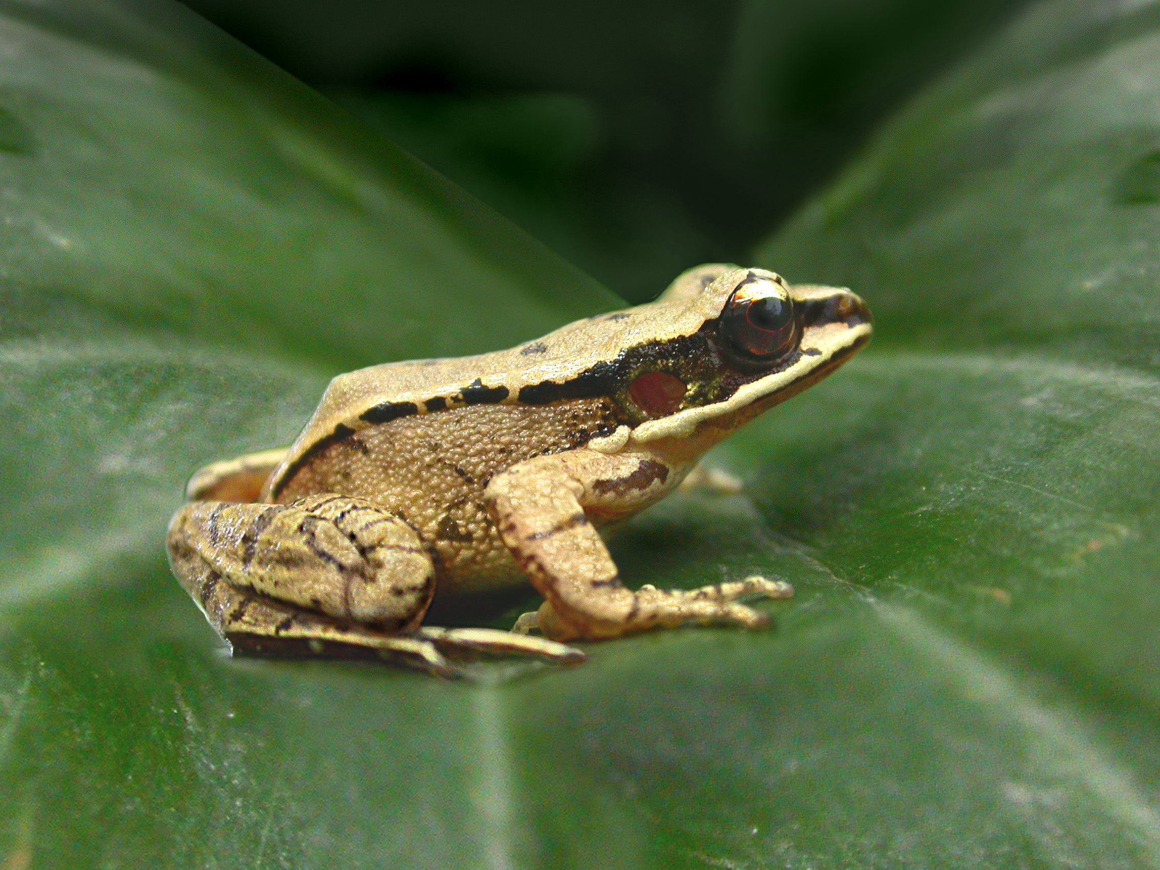 Frog Vocals Lead to Small Preference | Scientific American