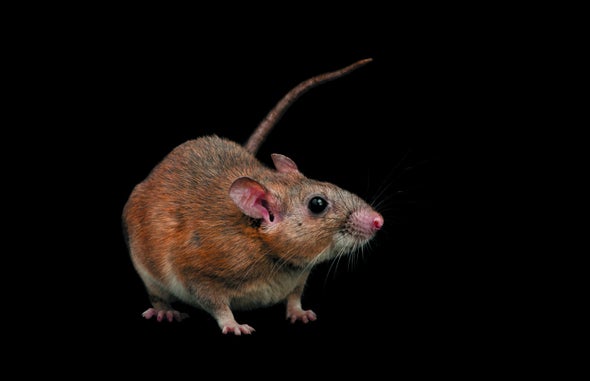 Can We Save the Woodrat without Slaughtering Cats?