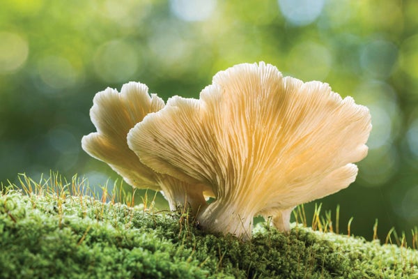 A view from below a white oyster mushroom growing on a mossy surface.