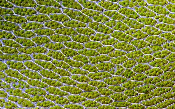 Bionic Leaf Makes Fuel from Sunlight, Water and Air